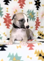 MONTANA-AKC, a male Whippet for sale in Bells, TX – Photo 3 of 3