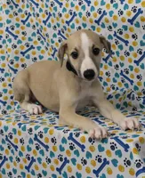MONTANA-AKC, a male Whippet for sale in Bells, TX – Photo 2 of 9