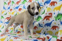 MONTANA-AKC, a male Whippet for sale in Bells, TX – Photo 8 of 9