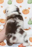 TOY ROWDY-ASDR BLUE EYES, a male Miniature Australian Shepherd and Toy Australian Shepherd for sale in Bells, TX – 5 of 10