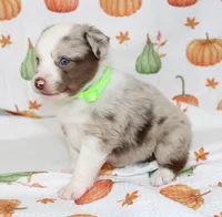 TOY AUSSIE HATTIE MAE-ASDR, a male Toy Australian Shepherd for sale in Bells, TX – 7 of 7