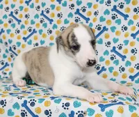 LORI-AKC, a female Whippet for sale in Bells, TX – 2 of 7