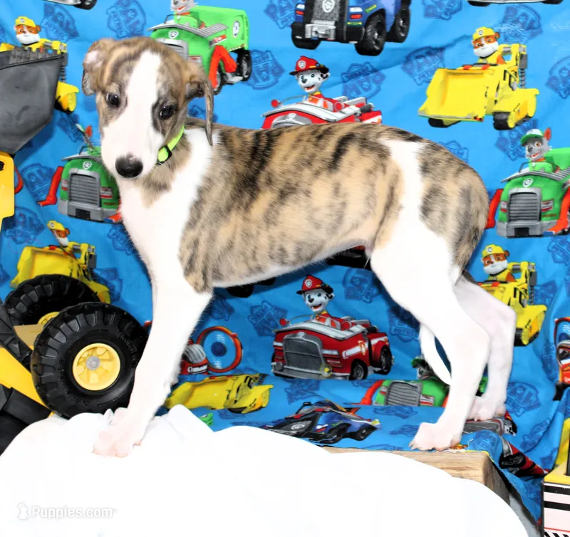 ZUKE-AKC – Whippet puppy for sale in Bells, TX