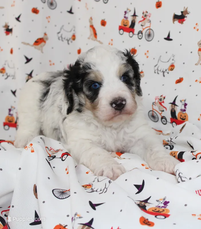 JESSIE JAMES-MINI AUSSIEDOODLE – Miniature Aussiedoodle puppy for sale in Bells, TX