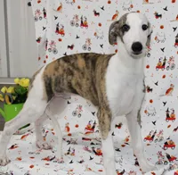 ZORY-Pending, a male Whippet for sale in Bells, TX – 2 of 10