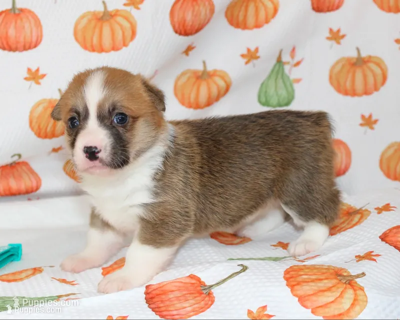 BONNIE, a female Pembroke Welsh Corgi for sale in Bells, TX – 1 of 5