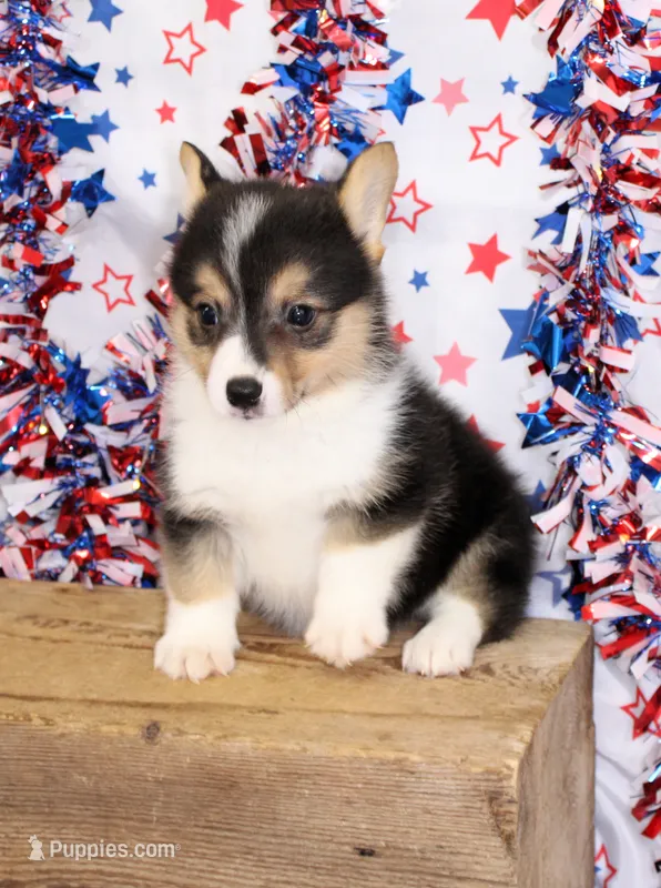 FIRECRACKER – Pembroke Welsh Corgi puppy for sale in Bells, TX