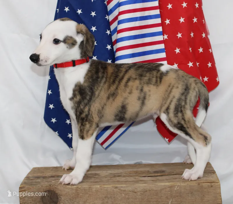 ZORY-AKC – Whippet puppy for sale in Bells, TX