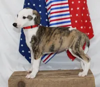 ZORY-AKC, a male Whippet for sale in Bells, TX – 6 of 10