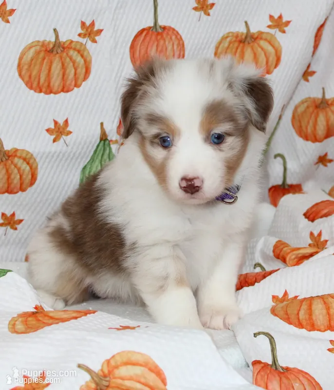 TOY DOTTIE-ASDR BLUE EYES – Miniature Australian Shepherd, Toy Australian Shepherd puppy for sale in Bells, TX