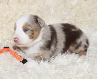 LEVI-ASDR  BLUE EYES, a male Miniature Australian Shepherd and Toy Australian Shepherd for sale in Bells, TX – 3 of 6