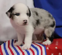 CORY-MINI AUSSIE  ASDR, a female Miniature Australian Shepherd for sale in Bells, TX – 4 of 4