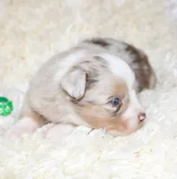 TUCKER-ASDR BLUE EYES, a female Miniature Australian Shepherd and Toy Australian Shepherd for sale in Bells, TX – 4 of 7