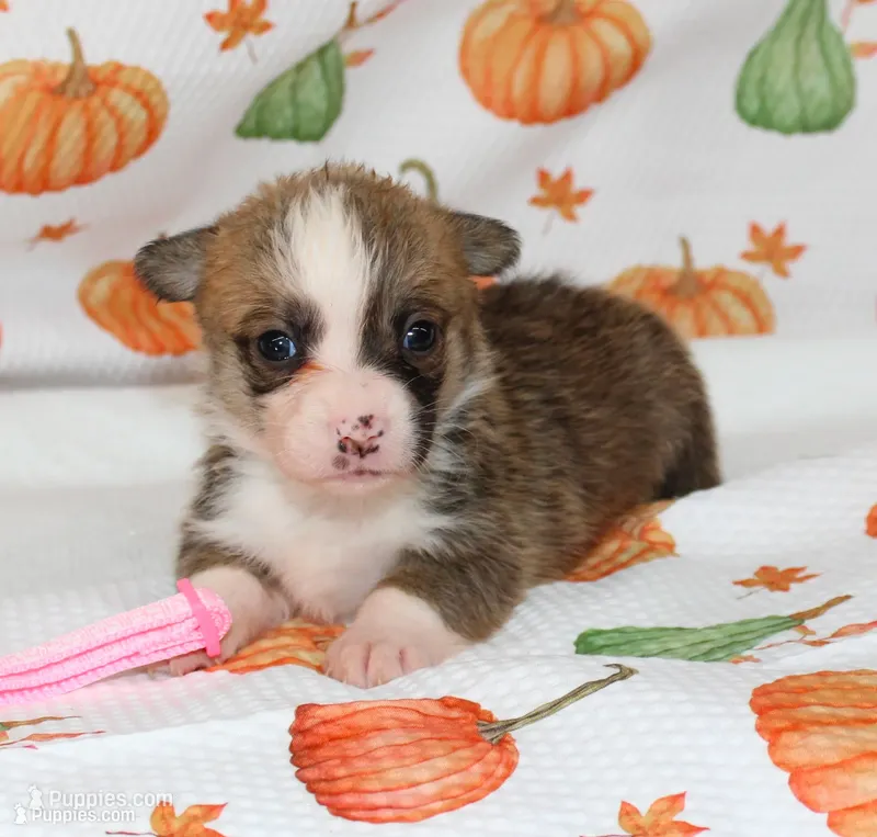 KATE, a female Pembroke Welsh Corgi for sale in Bells, TX – 1 of 5