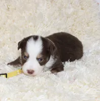 TILLY-ASDR BLUE EYES, a female Miniature Australian Shepherd and Toy Australian Shepherd for sale in Bells, TX – 5 of 5
