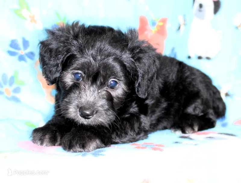 ROSCO-TOY AUSSIEDOODLE – Poodle - Toy , Toy Australian Shepherd puppy for sale in Bells, TX