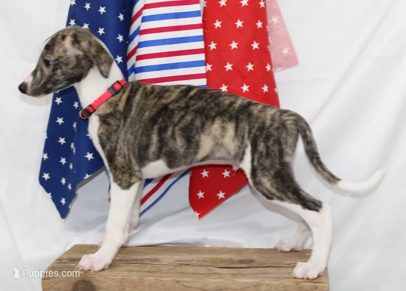 TRACE-AKC – Whippet puppy for sale in Bells, TX