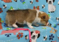 LIBERTY, a female Pembroke Welsh Corgi for sale in Bells, TX – 5 of 5