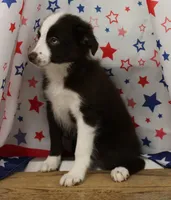 BOONE-TOY ASDR, a male Toy Australian Shepherd for sale in Bells, TX – 2 of 10