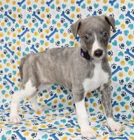 DAISY-AKC BLUE BRINDLE BLUE EYES, a female Whippet for sale in Bells, TX – 3 of 7