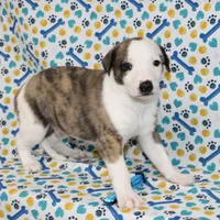 ZORY-AKC, a female Whippet for sale in Bells, TX – 5 of 5
