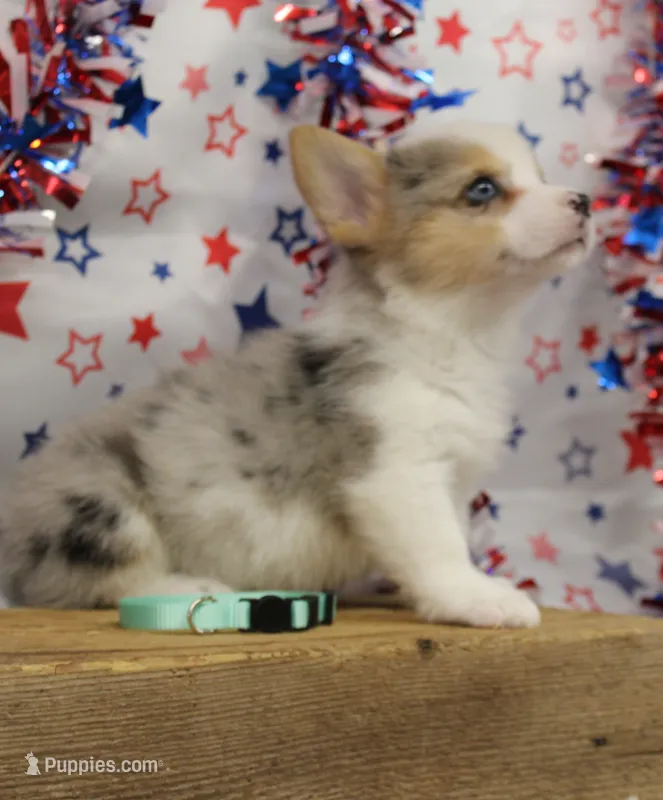 SPARKLER-BLUE EYES – Pembroke Welsh Corgi puppy for sale in Bells, TX