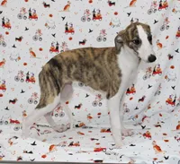 ZUKE-AKC, a male Whippet for sale in Bells, TX – 2 of 5