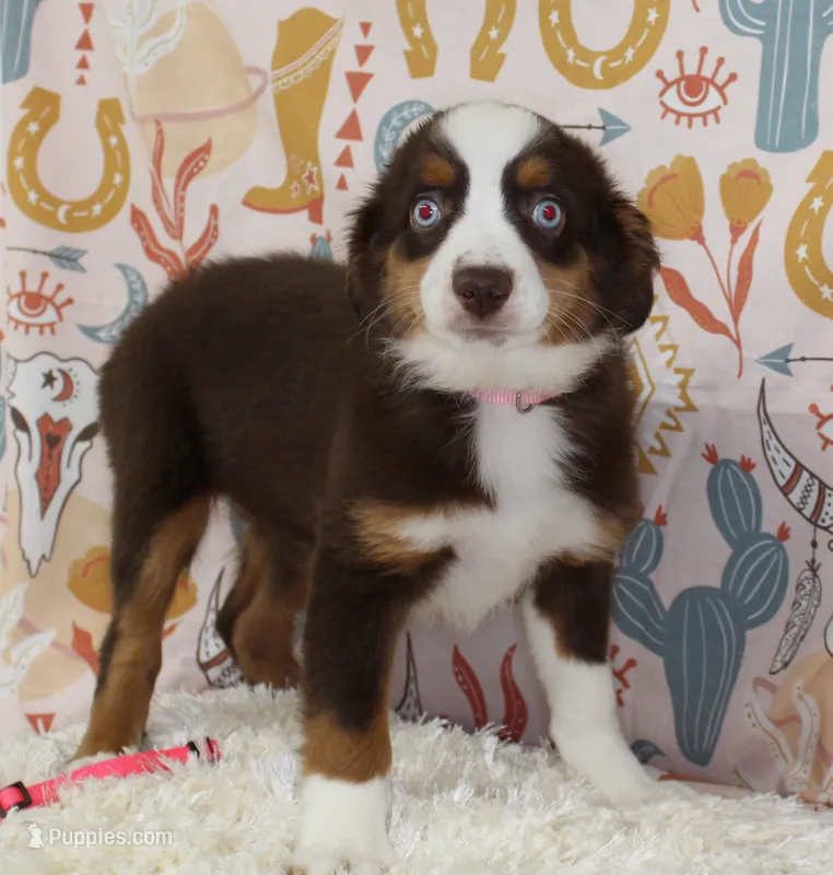 POPPY-ASDR – Miniature Australian Shepherd puppy for sale in Bells, TX