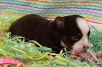 Poppy-ASDR, a female Miniature Australian Shepherd for sale in Bells, TX – Photo 2 of 4