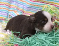 Poppy-ASDR, a female Miniature Australian Shepherd for sale in Bells, TX – Photo 4 of 4