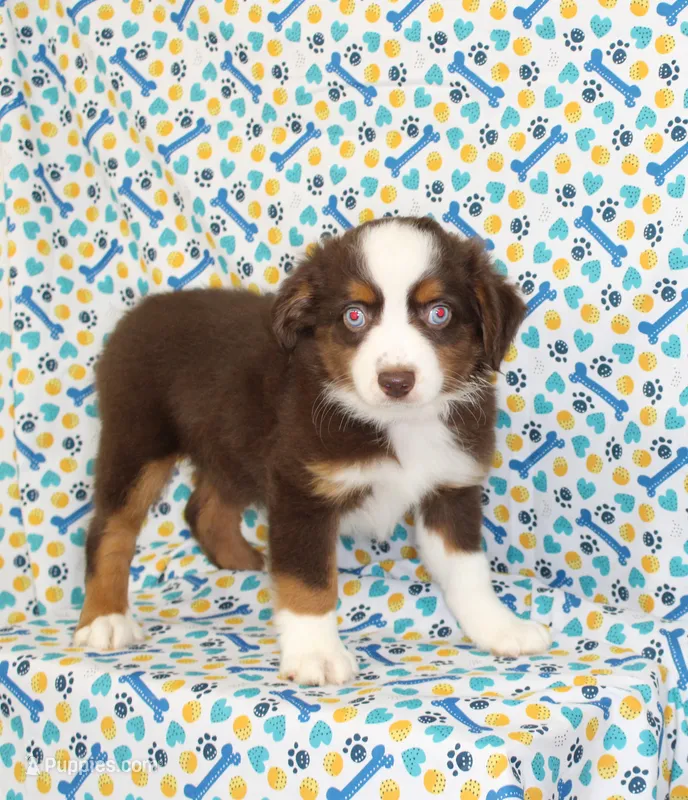 POPPY-ASDR – Miniature Australian Shepherd puppy for sale in Bells, TX