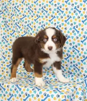 POPPY-ASDR, a female Miniature Australian Shepherd for sale in Bells, TX – Photo 1 of 10