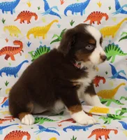 POPPY-ASDR, a female Miniature Australian Shepherd for sale in Bells, TX – Photo 6 of 10