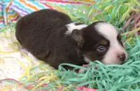 Poppy-ASDR, a female Miniature Australian Shepherd for sale in Bells, TX – Photo 3 of 4