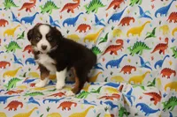 POPPY-ASDR, a female Miniature Australian Shepherd for sale in Bells, TX – Photo 8 of 10