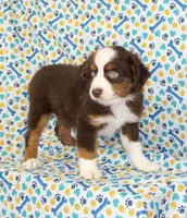 POPPY-ASDR, a female Miniature Australian Shepherd for sale in Bells, TX – Photo 4 of 10