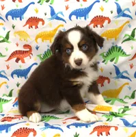 POPPY-ASDR, a female Miniature Australian Shepherd for sale in Bells, TX – Photo 7 of 10