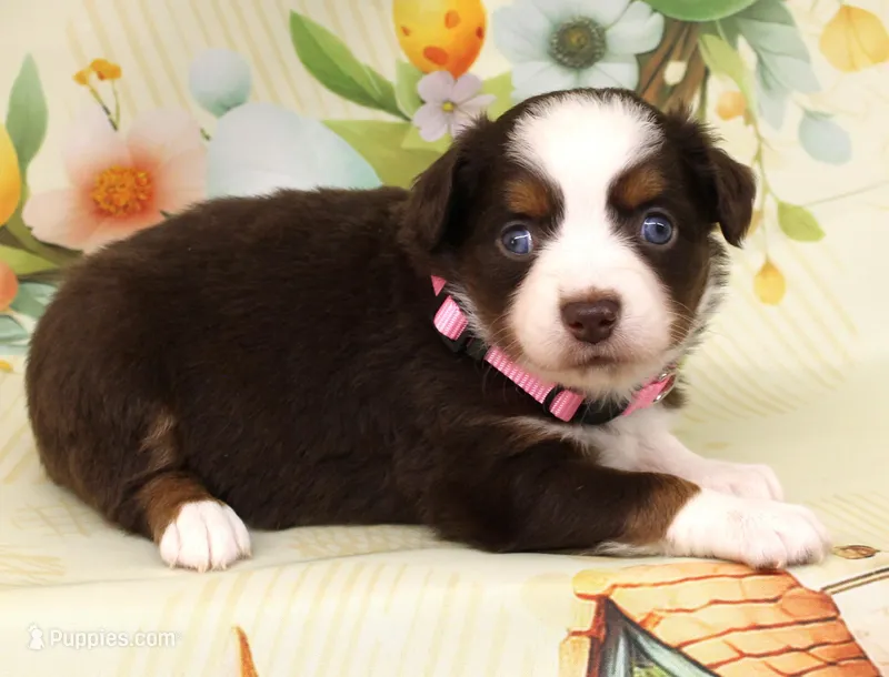 POPPY-ASDR – Miniature Australian Shepherd puppy for sale in Bells, TX