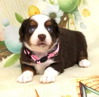 POPPY-ASDR, a female Miniature Australian Shepherd for sale in Bells, TX – Photo 10 of 10