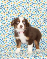 POPPY-ASDR, a female Miniature Australian Shepherd for sale in Bells, TX – Photo 2 of 10