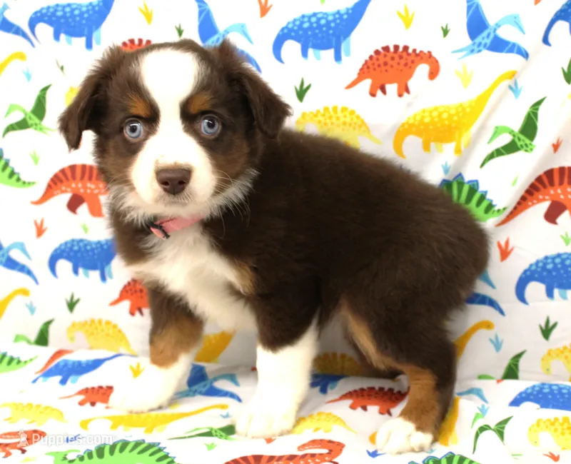 POPPY-ASDR – Miniature Australian Shepherd puppy for sale in Bells, TX