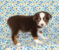 POPPY-ASDR, a female Miniature Australian Shepherd for sale in Bells, TX – Photo 3 of 10