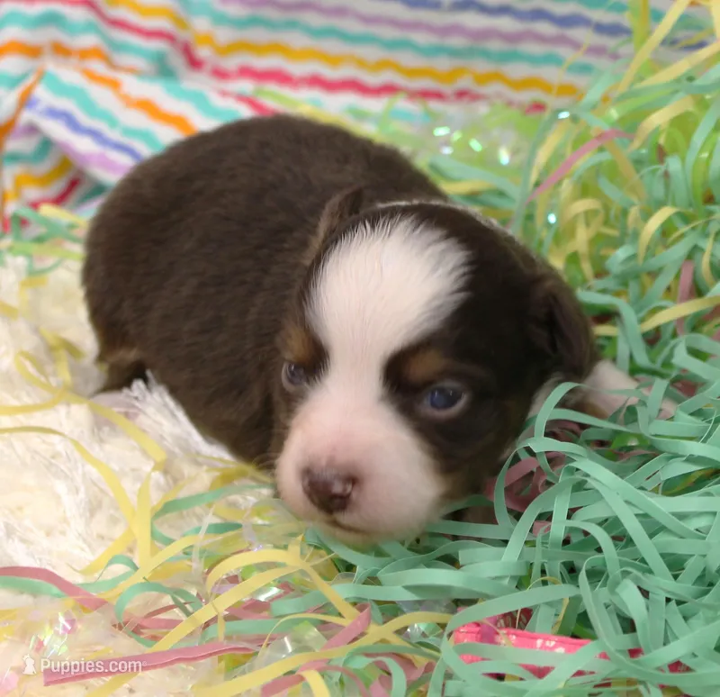 Poppy-ASDR, a female Miniature Australian Shepherd for sale in Bells, TX – Photo 1 of 4