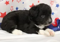 ELLA-TOY AUSSIEDOODLE, a female Poodle - Toy  and Toy Australian Shepherd for sale in Bells, TX – 2 of 4