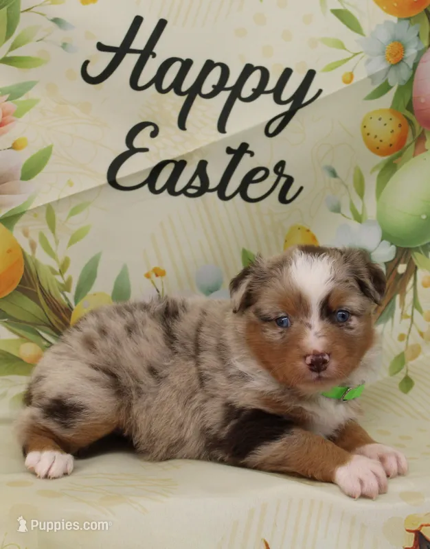 ROSIE-ASDR  BLUE EYES – Miniature Australian Shepherd puppy for sale in Bells, TX