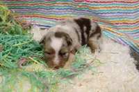 ROSIE-ASDR  BLUE EYES, a female Miniature Australian Shepherd for sale in Bells, TX – Photo 1 of 4
