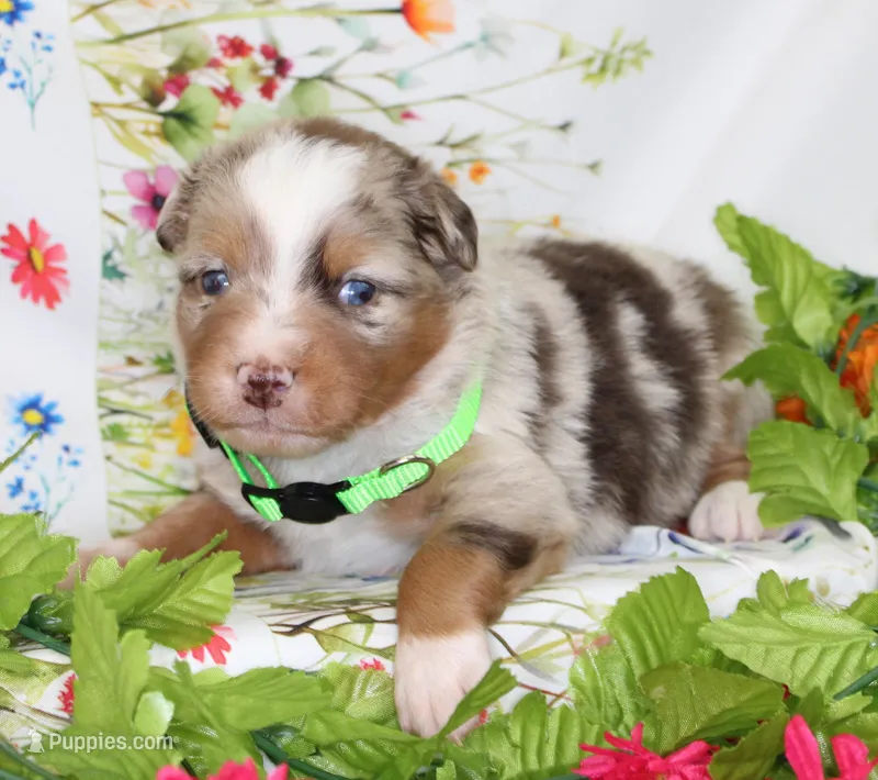 ROSIE-ASDR  BLUE EYES