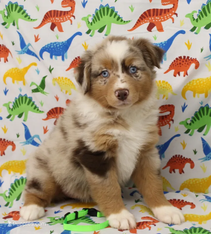 ROSIE-ASDR  BLUE EYES – Miniature Australian Shepherd puppy for sale in Bells, TX