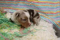ROSIE-ASDR  BLUE EYES, a female Miniature Australian Shepherd for sale in Bells, TX – Photo 4 of 4