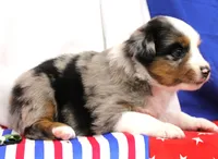 COLLIN-MINI AUSSIE   ASDR, a female Miniature Australian Shepherd for sale in Bells, TX – 4 of 5